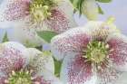 USA, Washington State, Seabeck. Close-up of hellebore blossoms. Art Print